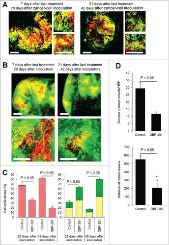 Figure 5. Cell-cycle decoy by telomerase-dependent adenovirus OBP-301 prevents chemotherapy-induced angiogenesis. FUCCI-expressing MKN45 cells (5×106 cells/mouse) were injected subcutaneously into the left flanks of nestin-GFP transgenic nude mice. When the tumors reached approximately 6 mm in diameter (tumor volume, 80–100 mm3), mice were intratumorally injected with OBP-301 for 3 cycles every 3 d. (A, B) Representative images of cross-section of FUCCI-expressing MKN45 subcutaneous tumor treated with OBP-301 in nude mice (A) or nestin-GFP transgenic mice (B). (C) Histograms show cell-cycle phase of FUCCI-expressing MKN45 subcutaneous tumors treated with OBP-301. (D) Bar graphs show the number of tumor vessels in the surface area or the center area in tumor of control or treated with OBP-301 7 d after last treatment. (E) Bar graphs show the distance of tumor vessels from the surface area in control tumor or tumors, treated with OBP-301 21 d after last treatment. Data are shown as means ± SD (n = 5). Scale bars, 500 μm. G0G1-phase cancer cells are red; S-phase cancer cells appear yellow; and S/G2-phase cells appear green in A, B, and represented as such in the histograms of C.