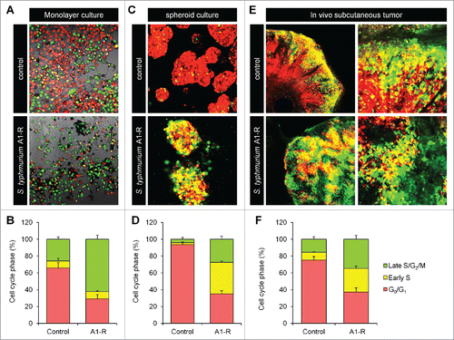 Figure 1. S. typhimurium A1-(R) decoyed quiescent cancer cells to cycle. S. typhimurium A1-R targeted quiescent cancer cells and decoyed cell cycle transit from G0/G1 to S/G2/M phases. (A) Representative images of control HeLa-FUCCI cancer cells and HeLa-FUCCI cancer cells in monolayer culture treated with S. typhimurium A1-R. (B) Histogram shows cell cycle distribution in control and S. typhimurium A1-R-treated cultures. Scale bar: 500 mm. (C) S. typhimurium A1-R stimulated cell-cycle transit from G0/G1 to S/G2 phase in quiescent tumor spheres formed from MKN45-FUCCI cells in vitro. Representative images of control tumor spheres and and tumor spheres treated with S. typhimurium A1-R. (D) Histogram shows cell-cycle distribution in control and S. typhimurium A1-R-treated tumor spheres. (E) S. typhimurium A1-R decoyed the cell-cycle transit of quiescent cancer cells in MKN45-FUCCI tumors in vivo. Representative images of cross sections of FUCCI-expressing MKN45 tumor xenografts treated with S. typhimurium A1-R or untreated control. (F) Histograms show the cell-cycle phase distribution of FUCCI-expressing cells within the tumors treated with S. typhimurium A1-R or untreated control. The cells in G0/G1, S, or G2/M phases appear red, yellow, or green, respectively.