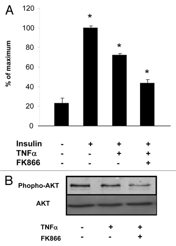 Figure 6. Glucose uptake is reduced by visfatin inhibition in 3T3-L1 adipocytes. (A) Adipocytes were incubated with or without TNFα (15 ng/mL) and in the presence of FK866 at 1 nM for 24 h. Cells were serum-starved for 1 h before a 30 min stimulation with insulin (0 and 170 nM). 2-deoxy-D-[3H]glucose uptake was measured as described in Materials and Methods. The uptake measurements were performed in triplicates and normalized to protein concentrations. Results (means ± SEM) are expressed as percentage of maximum uptake. (B) Akt phosphorylation is reduced by visfatin inhibition in differentiated 3T3-L1 cells. Adipocytes were incubated with or without TNFα (15 ng/mL) and in the presence of FK866 at 1 nM for 24 h. Total cell lysates (40 μg) were subjected to SDS-PAGE and immunoblotted with phospho-AKT or AKT antibodies. The western blot is representative of three independent experiments.