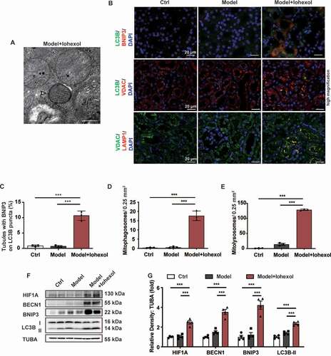 Figure 3. Iohexol promoted mitophagy in the renal tubular epithelial cells through HIF1A and BNIP3. (A) Representative TEM images of a mitophagosome (arrow) in renal tubular epithelial cells in CI-AKI. Scale bar: 500 nm. (B-E) The colocalization of BNIP3 and autophagic flux was showed by immunofluorescence and quantification of BNIP3 and LC3B (autophagy marker). Mitophagosomes and Mitolysosomes were evaluated by LC3B and VDAC (mitochondrial marker), VDAC and LAMP1 (lysosomal marker), respectively. Scale bar: 20 μm. (F and G) Immunoblotting analysis and quantification of HIF1A, BECN1, BNIP3, LC3B-II. Data were presented as mean ± SEM. n = 3–4. *p < 0.05, **p < 0.01, ***p < 0.001