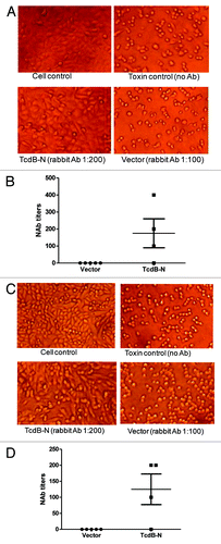 Figure 6. Anti-TcdB neutralizing activities measured in CHO (A and B) or Vero (C and D) cells. (A and C) Examples of CHO (A) and Vero cells (C), respectively. “Cell control,” without addition of both diluted bacteria culture filtrate and antibody; “Toxin control,” with addition of bacteria culture filtrate but without rabbit serum treatment; “TcdB-N” or “Vector” indicate that the cells were cultured with bacteria culture filtrate pre-incubated with TcdB-N or empty vector immunized rabbit serum, respectively. (B and D) Anti-TcdB neutralizing antibody titers in CHO (B) and Vero cells (D), respectively. Individual rabbit sera were measured at two weeks after the 4th DNA immunization in each DNA immunization group: empty DNA vector, and TcdB-N.