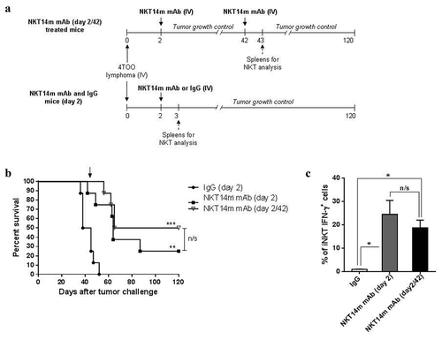 Figure 2. Retreatment with NKT14m mAb enhances the antitumor efficacy.(a) Timeline of retreatment with NKT14m mAb and spleens harvest for iNKT-cell analysis. Balb/c mice (n = 8/group) were injected with 4 × 105 4TOO tumor cells (iv) and, 2 days later, treated with a single dose of NKT14m mAb (100μg/mice, iv) or control IgG (100μg/mice, iv). One group of treated mice was injected again with a single dose of NKT14m mAb (100μg/mice, iv) 42 days after tumor inoculation (NKT14m mAb day2/42). Mice were daily followed for survival. Spleens of control and treated mice were harvested 24 hours after each treatment (day 3 for NKT14m mAb and IgG groups, and day 43 for mice receiving antibody retreatment) for iNKT-cell analysis. (b) Survival analysis of mice treated as described in (a). Arrow indicates the day of retreatment. Data represents survival from one of three independent experiments. **p < 0.01; ***p < 0.001; n/s: no significance. (c) Splenocytes (n = 4) from mice treated with NKT14m or IgG at day 2, and mice that received a second dose of the antibody 42 days after tumor challenge, were analyzed by flow cytometry for IFN-γ producing iNKT cells, 24 hours after treatment in all cases (day 3 and day 43, respectively). Data are represented as mean ± SEM. *p < 0.05; n/s: no significance.