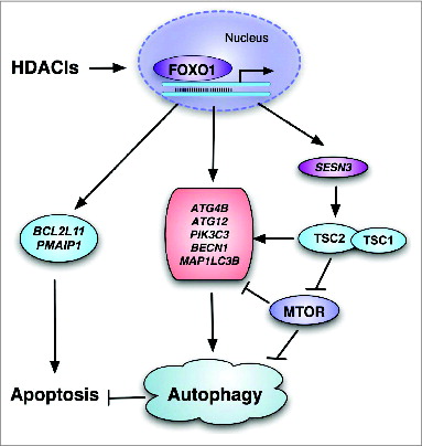 Figure 8. Illustration showing the mechanisms mediating the activation of FOXO1 in HDACI-induced apoptosis and autophagy involving the FOXO1-MTOR signaling and transcriptional regulation of autophagy genes.