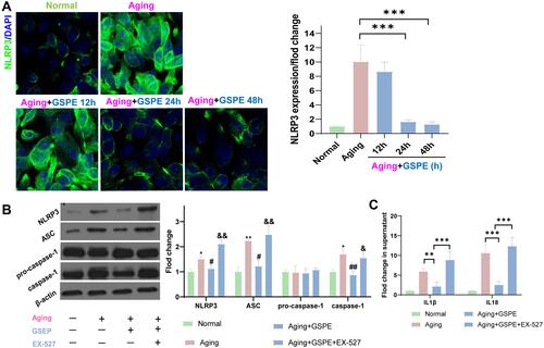 Figure 6 GSPE alleviated the inflammasome activation through SIRT1 in aging RPE cells. (A) significantly increased NLRP3 was detected in the aging RPE cells and GSPE treatment reduced the NLRP3 expression after 24 or more hours treatment. The NLRP3 was stained greed and the nuclear was stained blue with DAPI. n=3, P <0.001. (B) The treatment of GSPE significantly reduced the activity of inflammasomes such as NLRP3, ASC and caspase-1, and was significantly relieved in aging RPE cells. While SIRT1 inhibited the NLRP3 regulation mode, it was processed with EX-527 and provided detailed data. The representative western-blot gels and statistical results were presented. *: the comparison of aging and normal groups. #: the comparison of aging with GSPE treatment groups and aging groups, &: The comparison of aging with GSPE+EX-527 treatment groups and aging with GSPE groups. n=3, *, # and &: P <0.05, **, ## and &&: P <0.01, ***, ### and &&&: P <0.001. (C) The inhibitory effects of GSPE treatment on the IL1β and IL-18 secretions was disturbed by the SIRT1 inhibitor, EX-527. n=3, P <0.001.