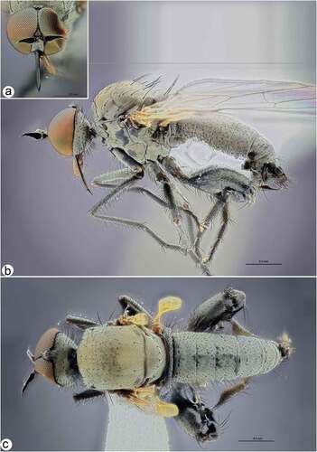 Figure 2. Rhamphomyia aquila sp. nov., male. (a) Head, frontal view; (b) habitus, lateral view; (c) habitus, dorsal view.