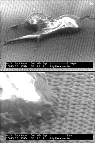 Figure 7. SEM pictures of PC12 cells growing on PA22-2-coated gold needles: (a) overview of the entire cell as it grows on the needles. (b) Detailed view showing a strong interaction between the cell membrane and the needles that becomes visible through the bending of the needles.