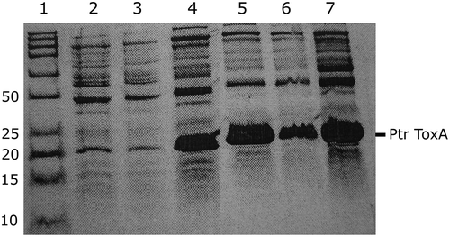 Fig. 1 Sodium dodecyl sulphate-polyacrylamide gel electrophoresis (SDS-PAGE) of His-tagged Ptr ToxA heterologously expressed in Escherichia coli. Lane 1, molecular markers (Precision Plus Protein, Bio-Rad Canada); the relative abundance of the toxin protein after incubation of bacterial cultures with 0.2% L-arabinose for 0 h (lane 2), 1 h (lane 3), 2 h (lane 4), 3 h (lane 5), 4 h (lane 6), or overnight (lane 7) is shown. The band corresponding to Ptr ToxA is noted.