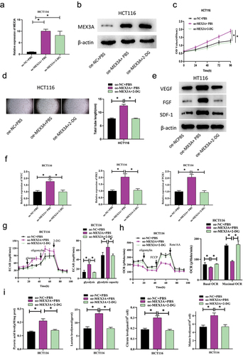 Figure 4. MEX3A promotes CRC angiogenesis via glycolytic pathway activation.