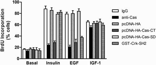 Figure 3. Effect of microinjected anti-Cas and plasmid expressing Cas-CT or -SD on insulin, EGF and IGF-1 induced DNA synthesis in HIRc-B cells. Serum starved cells were microinjected with anti-Cas antibody (2 mg/ml), GST-Crk-SH2 (8 mg/ml), pcDNA-HA-Cas-CT or –Cas-SD (10 ng/ml) as in Figure 2. After stabilization for 1 h (cytosol injection) or 4 h (nuclear injection), the cells were stimulated with insulin (100 ng/ml), EGF (20 ng/ml), and IGF-1 (20 ng/ml) for 16 h. To investigate DNA synthesis, the cells were further incubated with BrdU for 16 h, and then were fixed. DNA synthesis in the injected cells was determined as described in ‘Materials and methods’.