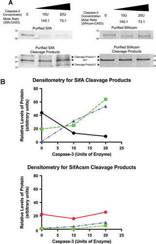 Figure 2. SifA harbors a functionally active caspase-3 cleavage site. (a) Purified fractions of SifA and SifAcsm (5µg) were incubated with 10 units or 20 units of human recombinant caspase-3 (Biovision) for 1 hr at 37 ºC. Each sample was then Western blotted using an Anti-GST primary antibody (GE Healthcare) at 1:20,000 and Donkey anti-Goat IgG HRP secondary antibody (Santa Cruz) at 1:5,000. The cleavage products for both SifA and SifAcsm were visualized using coomassie blue staining (BioRad). SifA protein, but not SifAcsm protein, was cleaved by caspase-3 in a concentration dependent manner. (b) Densitometry of Western Blot in (a), SifA (Black), SifAcsm (Red), Cleavage Product 1 (Green), and Cleavage Product 2 (Blue). SifA, but not SifAcsm, displays a caspase-3 concentration dependent decrease, which coincides with an increase in both Cleavage Product 1 and Cleavage Product 2.