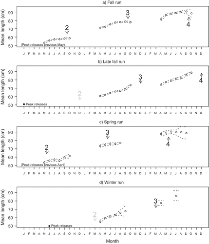 FIGURE 3. Monthly mean size (TL) at age for coded-wire-tagged Chinook Salmon recovered in the ocean for each Central Valley run. Circles are posterior medians; dotted lines are 68% credible intervals. In all cases, the x-axis starts with January of the calendar year following the end of the emergence period reported by Fisher (Citation1994). Arrows denote peak migration periods (adult return to freshwater) as identified by Fisher (Citation1994), labeled with the corresponding age at the subsequent spawning event, with arrows and numbers in gray for spawner ages that are rarely observed. Note that the spawning event may be separated from migration by an extended freshwater holding period and that migration timing can spread out over several months. For example, Vogel and Marine (Citation1991) report spring-run migration extending into early October. The timing of peak hatchery releases (see text) is denoted near the x-axis.
