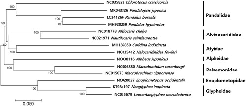 Figure 1. Phylogenetic relationship of Chlorotocus crassicornis within Pandalidae.