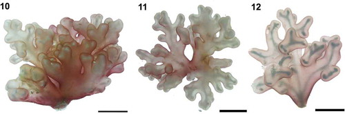 Figs 10–12. In vivo pictures of Renouxia marerubra sp. nov. Fig. 10. Holotype, monoecious gametophyte, LAF5597. Fig. 11. Monoecious gametophyte, LAF5598. Note the sub-dichotomous habit of the branches. Fig. 12. Sterile specimen, LAF6170. Note: skeleton-like refractive axis formed by the shade of calciferous cells borne in the inner cortex. Scale bars = 1.0 cm.