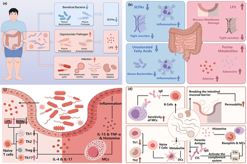 Figure 2. The alteration and influence of gut microbiome in chronic urticaria.
