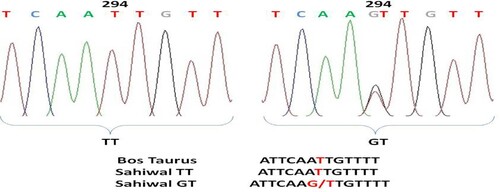 Figure 7. Chromatogram and clustalw alignment showing variation at position 294 by primer 2 (T > G) of OLR1 gene in Sahiwal cattle.