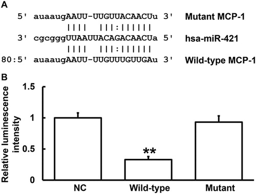 Figure 5. Identification of interaction between miR-421 and MCP-1 mRNA. (A) Bioinformatics prediction (miRanda) of genes that might regulate MCP-1. (B) Dual luciferase reporter assay. Note: Plasmids (0.8 μg) with wild-type or mutant 3′-UTR sequences were co-transfected with agomiR-421 into 293T cells. For control, 293T cells were transfected with agomiR-negative control (NC). Renilla luminescence activity was used as internal reference to determine the luminescence values of each group of cells. **p < 0.01 compared with NC group.