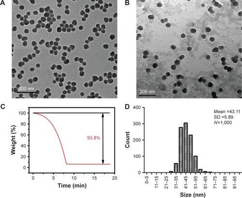 Figure 1 Characterization of silica nanoparticles (SiNPs).Notes: (A) Transmission electron microscopy image of SiNPs in deionized water. (B) Transmission electron microscopy image of SiNPs in serum-free Dulbecco’s Modified Eagle’s Medium. (C) Thermogravimetric analysis of SiNPs. (D) Size distribution of SiNPs calculated using ImageJ Software. SiNPs in both water and medium dispersed stably and had a spherical morphology of 43 nm in size on average as measured using ImageJ software.