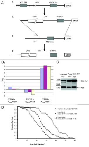 Figure 2. The effect of PERG6-OSH6 on OSH6 gene expression and lifespan. (A) Stepwise illustration of the OSH6 promoter replacement by the ERG6 promoter. (a) The promoter region of ERG6 on chromosome 13. SRE, sterol regulatory element, binding sites of the activators Upc2p and Ecm22p. Vertical lines: consensus binding sites of the Mot3 repressor. (b) The ERG6 basal promoter in plasmid pRS316-ERG6. (c.) Pairing of the PCR-amplified URA3- PERG6 cassette with the promoter region of OSH6 on chromosome 11. (d) The resulting promoter region of OSH6. (B) Real-time PCR analyses of mRNA levels of indicated genes. The log2 (Y axis) value indicates the fold of change in the exponent of base 2 in comparison to the corresponding gene in the wild type. Results from three batches of log phase cells are shown. (C) The promoter of ERG6 increased the level of Osh6. Different amount of crude cell extracts of OSH6-TAP and PERG6-OSH6-TAP strains were separated by a 10% SDS-PAGE and then subject to Western analysis. (D) The survival curve of PERG6-OSH6 and PERG6-OSH5 in YEPD media. Mean lifespan, median lifespan, and sample sizes (N) are indicated in parentheses. ANOVA test showed that these three samples are all significantly different, i.e., the lifespan of wild type is significantly longer than that of PERG6-OSH5 but significantly shorter than that of PERG6-OSH6 (p < 0.0001).