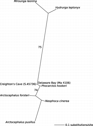 Figure 2  Maximum likelihood (ML) phylogeny supporting the combined monophyly of prehistoric specimens from Delaware Bay and Creighton's Cave, and modern Phocarctos hookeri. Numbers on branches indicate ML bootstrap support.