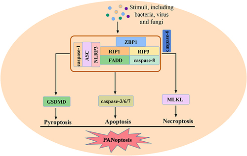 Figure 2 The process of PANoptosis and the formation of PANoptosome. After stimulated, ZBP1, RIP1, RIP3, caspase-1, ASC, NLRP3, FADD and caspase-8 form PANoptosome, mediating PANoptosis. Caspase-6 is a factor regulating the interaction between RIP3 and ZBP1.