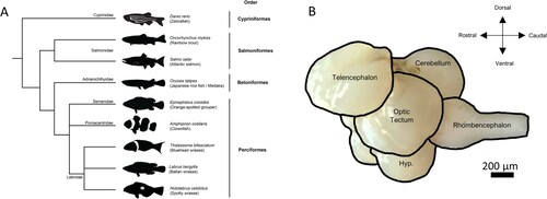 Figure 1. A, Phylogenetic tree showing how the spotty wrasse relates to some of the model fish species (zebrafish, rainbow trout, Atlantic salmon and medaka), and model sex changing species (orange-spotted grouper, clownfish, bluehead wrasse and Ballan wrasse). B, Overview of the spotty wrasse brain pictured from the side. Hyp: Hypothalamus.