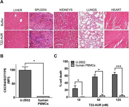 Figure 9 T22-AUR does not induce systemic toxicity in CXCR4+ DLBCL-Luci disseminated mice or in vitro cytotoxicity on human PBMCs. (A) Hematoxylin and eosin (H&E) staining of non-DLBCL infiltrated organs (liver, spleen, kidneys, lungs and heart) from buffer and T22-AUR-treated mice. Pictures were taken at 200x (scale bars= 100 μm). (B) Membrane CXCR4 expression measured by cell cytometry in U-2932 cells and human PBMCs from three independent healthy donors. Data were shown as mean fluorescence intensity (MFI) resulted from dividing the CXCR4 MFI by its own isotype MFI. (C) Percentage of cell death measured by colorimetric cell proliferation kit (XTT) in U-2932 and human PBMCs after exposure to T22-AUR in the 10–125 nM range. All experiments were performed in biological triplicates and data are shown as mean ± standard error. *p≤0.05; ***p≤0.005.