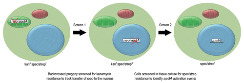 Figure 1 Consecutive screens were used to identify endosymbiotic transfer of a chloroplast transgene. Screen 1, used transplastomic tobacco plants containing a plastid specific copy of aadA and a nucleus specific copy of neo in their plastid genome. These kanamycin sensitive (kans), spectinomycin and streptomycin resistant (spec/strepr) plants were backcrossed to female wild type and the resultant progeny tested for kanamycin resistance. Kanamycin resistant (kanr) progeny contained neo (and usually aadA) in their nuclear genome. These plants had wild type chloroplasts, inherited from their maternal parent and an inactive nuclear copy of aadA, making them sensitive to spectinomycin and streptomycin (spec/streps). In screen 2, cells from kanamycin resistant plants were screened for spectinomycin and streptomycin resistance to identify cells in which aadA had been activated in the nucleus.