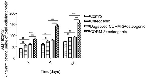 Figure 3 Effect of CORM-3 on ALP activity. hPDLSCs were divided into four groups. Control group, in which the cells were cultivated in the control medium; osteogenic group, in which the cells were cultured in osteogenic induction medium; degassed CORM-3+osteogenic group, in which the cells were pretreated with 400 μM degassed CORM-3 for 24 h, then replaced with osteogenic medium; CORM-3+osteogenic group, in which the cells were pretreated with 400 μM CORM-3 for 24 h, and subsequently the medium was changed with osteogenic induction medium. On day 3, 7, and 14, the ALP activity of the cells was assessed. Data were expressed as the mean ± standard deviation (n=3). #P<0.05 vs Control; ***P<0.001 as indicated.