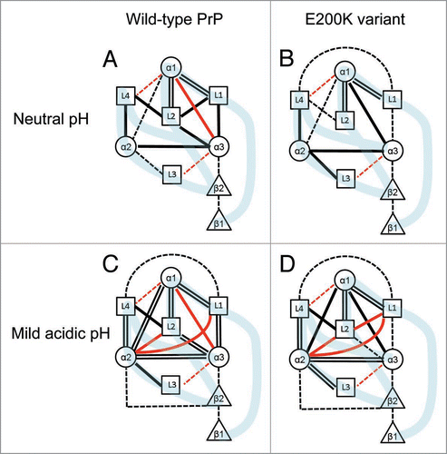 Figure 2 Diagrammatic representation of the intermolecular interactions in the wild-type PrP (A and C) and the E200K variant (B and D) under neutral (A and B) and mild acidic (C and D) conditions. Attractive molecular interaction energies (negative ΔE values) are shown as black lines. =, very strong attraction (|ΔE| ≥ 100 kcal/mol); —, strong attraction (100 > |ΔE| ≥ 50 kcal/mol); —, moderate attraction (50 > |ΔE| ≥ 20 kcal/mol). Repulsive interaction energies (positive δE values) are shown as red lines. —, strong repulsion (+100 > ΔE ≥ +50 kcal/mol) and —, moderate repulsion (+50 > δE ≥ +20 kcal/mol). In the diagram, weak or negligible attractions or repulsions with ΔE values less than 20 kcal/mol have not been indicated using lines. The light blue bands illustrate the connections of the backbone structures of the PrPs.