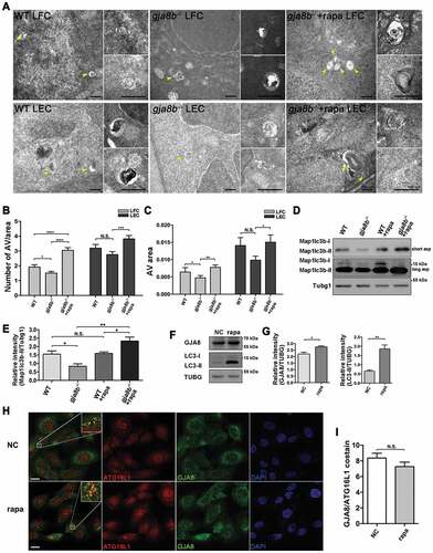 Figure 6. Rapamycin treatment promotes autophagy in gja8b mutant zebrafish lenses. (A-C) Electron micrographs of lens fiber cells (LFC) and lens epithelial cells (LEC) in 72 hpf WT, gja8b mutants, and gja8b mutants treated with 25 μM rapamycin. Yellow arrowheads show AV. (B) The number of AVs per area (40 μm2), and (C) is the average area of AVs in the lens epithelial and fiber cells in WT, gja8b mutants and gja8b mutants treated with 25 μM rapamycin (n ≥ 60 cells from 6 lenses). (D) Shows the concentration of endogenous Map1lc3b-I and Map1lc3b-II in the zebrafish eyes of WT, gja8b mutants, WT treated with 25 μM rapamycin and gja8b mutants treated with 25 μM rapamycin. Short exp and long exp: short exposure and long exposure. (E) shows the quantitative analysis of relative intensity of Map1lc3b-II normalized to the Tubg1 loading control (n = 3 independent experiments). (F) Shows the concentration of endogenous GJA8 and LC3 in NC or rapamycin-treated HLE cells. (G) Shows the quantitative analysis of relative intensity of GJA8 and LC3-II normalized to the TUBG loading control (n = 3 independent experiments). (H) Shows representative images for endogenous ATG16L1 and GJA8 in NC and rapamycin treated HLE cells. (I) Quantitative analysis of the average number of colocalized GJA8 and ATG16L1 puncta per cell. (n = 3 wells, 3 independent experiments, > 50 cells per experiment). Scale bar: 100 nm (A) and 10 μm (H). Mean ± SEM, N.S., p > 0.05, *p < 0.05, **p < 0.01, ***p < 0.001, ****p < 0.0001