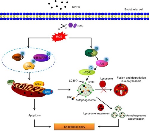 Figure 10 Schematic model of ROS-dependent MAPK/Bcl-2 and PI3K/Akt/mTOR signaling mediated cross talk between autophagy and apoptosis involved in endothelial injury triggered by SiNPs.Abbreviations: ROS, reactive oxygen species; SiNPs, silica nanoparticles; NAC, N-acetylcysteine.