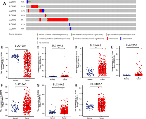 Figure 1 Gene alteration and expression profiles of SLC10 family genes in liver cancer. (A) Rates of genetic alteration of SLC10 family genes in live cancer based on TCGA-LIHC dataset. SLC10 family genes ((B) SLC10A1, (C) SLC10A2, (D) SLC10A3, (E) SLC10A4, (F) SLC105, (G) SLC10A6, (H) SLC10A7) were abnormally expressed between normal tissues and malignant liver tissues. **Stands for P<0.01, ***Stands for P<0.0001.