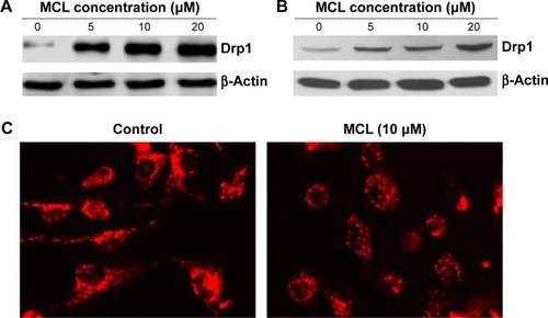 Figure 2 MCL-induced mitochondrial fragmentation and upregulation of Drp1 protein.