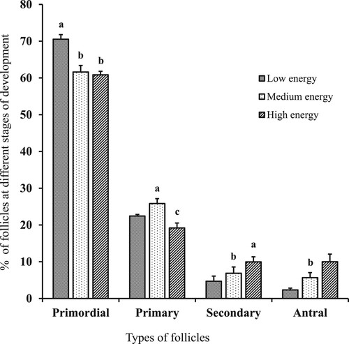 Figure 2. Percentages of different types of follicles in the ovaries of goats fed different levels of dietary energy. Ovaries were fixed in Bouin’s solution, dehydrated in alcohol, cleared in xylene and embedded in paraffin. Serial sections of five µm thickness from the ovarian tissue were de-paraffinized in xylene, rehydrated by alcohol and stained with haematoxylene and eosine. The follicles were counted in the section where the oocyte nucleus avoided double counting. a-cValues with different superscripts are significantly different within the same follicular stage (P< .05).