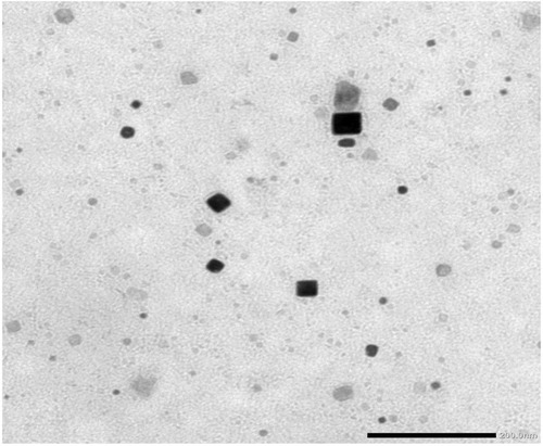 Figure 1 Transmission electron microscope imaging of thymoquinone-loaded cubosomes.