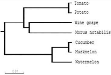 Figure 5. The phylogenetic tree for seven kinds of Rab18 genes.