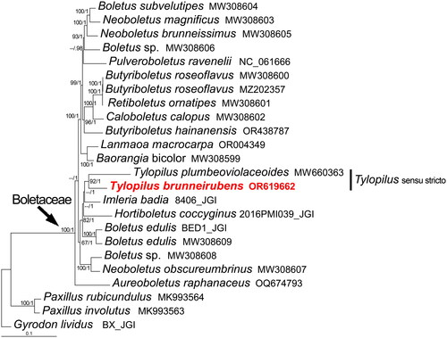 Figure 3. Phylogenetic tree of Tylopilus brunneirubens and related taxa based on Bayesian’s inference (BI) and maximum-likelihood (ML) analyses of 15 core protein coding genes (atp6, atp8, atp9, cob, cox1, cox2, cox3, nad1, nad2, nad3, nad4, nad4L, nad5, nad6, and rps3). The GenBank accession number from NCBI or the information of voucher specimen from JGI, along with the corresponding references (if any), are provided after the species names. The following sequences were used: Aureoboletus raphanaceus OQ674793 (Mu et al. Citation2024), Baorangia bicolor MW308599 (Li et al. Citation2021), Boletus edulis BED1_JGI (unpublished), Boletus edulis MW308609 (Li et al. Citation2021), Boletus sp. MW308606 (Li et al. Citation2021), Boletus sp. MW308608 (Li et al. Citation2021), Boletus subvelutipes MW308604 (Li et al. Citation2021), Butyriboletus hainanensis OR438787 (Zeng et al. Citation2024), Butyriboletus roseoflavus MW308600, MZ202357 (Li et al. Citation2021), Caloboletus calopus MW308602 (Li et al. Citation2021), Gyrodon lividus BX_JGI (unpublished), Hortiboletus coccyginus 2016PMI039_JGI (unpublished), Imleria badia 8406_JGI (unpublished), Lanmaoa macrocarpa OR004349 (Zheng et al. Citation2023), Neoboletus brunneissimus MW308605 (Li et al. Citation2021), Neoboletus magnificus MW308603 (Li et al. Citation2021), Neoboletus obscureumbrinus MW308607 (Li et al. Citation2021), Paxillus involutus MK993563 (Li et al. Citation2021), Paxillus rubicundulus MK993564 (Li et al. Citation2021), Pulveroboletus ravenelii NC_061666 (Cho et al. Citation2022), Retiboletus ornatipes MW308601 (Li et al. Citation2021), and Tylopilus plumbeoviolaceoides MW660363 (Li et al. Citation2021). The newly sequenced mitogenome is marked in red. Numbers near the nodes indicate bootstrap support values (>50%) and posterior probabilities (>0.95). The scale bar refers to 0.1 nucleotide substitutions per character.