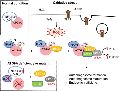 Figure 1. Scheme depicting the mechanisms of ATG9A ubiquitination in oxidative stress induced-autophagy. TNFAIP3/A20 interacts with ATG9A under normal conditions. Upon oxidative stress, TRAF6 mediates ATG9A ubiquitination, thereby enhancing ATG9A-BECN1 interaction, BECN1-PIK3C3/VPS34-UVRAG complex assembly, PIK3C3/VPS34 activation, autophagosome formation, and endocytic trafficking. Ablation of TRAF6 or ATG9A, or expression of TNFAIP3/A20 or ATG9A ubiquitination mutant impairs BECN1-PIK3C3/VPS34-UVRAG complex assembly and PIK3C3/VPS34 activity.
