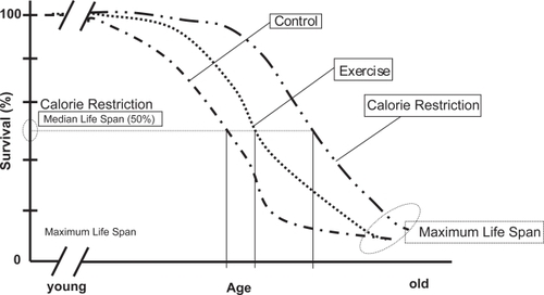 Figure 2 Effect of CR and Exercise on Survival in rats. Adapted and modified from CitationHolloszy 1995.