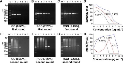 Figure 3 Effect of GO reduction degree on PCR.Notes: (A) GO (8.93%) in the first-round PCR. (B) RGO (7.28%) in the first-round PCR. (C) RGO (5.43%) in the first-round PCR. (D) PCR band intensity at different concentrations of GO and RGO in the first-round PCR. (E) GO (8.93%) in the second-round PCR. (F) RGO (7.28%) in the second-round PCR. (G) RGO (5.43%) in the second-round PCR. (H) PCR band intensity at different concentrations of GO and RGO in the second-round PCR. M: DNA marker. The percentages indicate the content of carboxyl groups determined by TGA and Boehm titration in GO and RGO. The concentration of GO and RGO in lanes 1–7 is 0 μg mL−1, 0.8 μg mL−1, 1.6 μg mL−1, 3.2 μg mL−1, 4.8 μg mL−1, 6.4 μg mL−1 and 8.0 μg mL−1, respectively.Abbreviations: GO, graphene oxide; RGO, reduced graphene oxide; PCR, polymerase chain reaction; TGA, thermal gravimetric analysis.