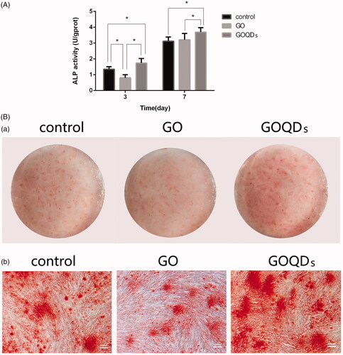 Figure 5. SHEDs were cultured in osteogenic induction medium containing GO or GOQDs. (A) Osteogenic differentiation was detected by ALP activity assay kit after 3 and 7 days. (B) Osteogenic differentiation was detected by Alizarin red S staining for 14 days. (a) Optical images (b) Microscopic images, ×50. *p < .05, **p < .01, ***p < .001, ****p < .0001.