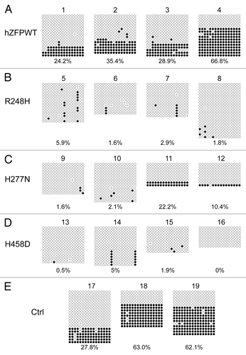 Figure 6. Bisulphite sequencing result confirms that wild-type human ZFP57 can substitute for endogenous mouse ZFP57 in maintaining DNA methylation imprint at the Snrpn DMR region in mouse ES cells. Genomic DNA samples from the ES clones plated on the gelatin-coated plates were subjected to bisulphite mutagenesis, PCR amplification and bacterial colony sequencing. Filled circle, a methylated CpG. Unfilled circle, an unmethylated CpG. Cross (X), a CpG site with unknown methylation status. Each row stands for a template DNA molecule directly sequenced from a single bacterial colony containing the bisulphite PCR product. Numbers 1 to 19 indicate the same ES clones that were subjected to COBRA analysis in Figure 3. Percentage of methylated CpG sites in all sequenced bacterial colonies for each ES clone is listed directly below the diagram illustrating methylated and unmethylated CpG sites. (A) Four independent Zfp57-null mouse ES clones expressing the wild-type human ZFP57–3XFLAG protein (hZFPWT). (B) Four independent Zfp57-null mouse ES clones expressing the R248H mutant human ZFP57–3XFLAG protein. (C) Four independent Zfp57-null mouse ES clones expressing the H277N mutant human ZFP57–3XFLAG protein. (D) Four independent Zfp57-null mouse ES clones expressing the H458D mutant human ZFP57–3XFLAG protein. (E) Control (Ctrl) ES clones. Numbers 17 and 18, two independent Zfp57-null mouse ES clones expressing mouse ZFP57 tagged with a Myc epitope and six histidines at the C-terminal end. 19, parental (P) mouse ES cells with two floxed alleles of Zfp57.
