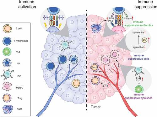 Figure 4. IFNs negatively regulate anti-tumor immunity