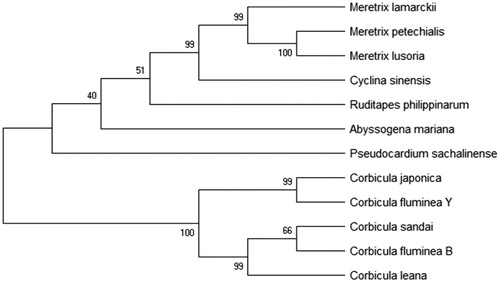 Figure 1. Phylogenetic trees were constructed by MEGA5.1 software to analyze the phylogenetic relationship between C. fluminea B and C. fluminea Y with Maximum Parsimony, Neighbor-Joining, Maximum Likelihood methods, and 12 mitogenome used, including Corbicula japonica (BAO96500), Corbicula sandai (BAO96595), Corbicula leana (BAP25514), Meretrix lamarckii (AKE36664), Pseudocardium sachalinense (ATZ68907), Meretrix petechialis (YP002929378), Meretrix lusoria (YP004072670), Meretrix lamarckii (YP004934874), Cyclina sinensis (YP009236122), Ruditapes philippinarum (YP009305271), C. fluminea B(MK 587518), and C. fluminea Y(MK 587517).