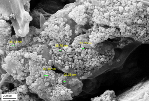 Figure 2. FE-SEM image of Fe3O4@Pectin NPs.