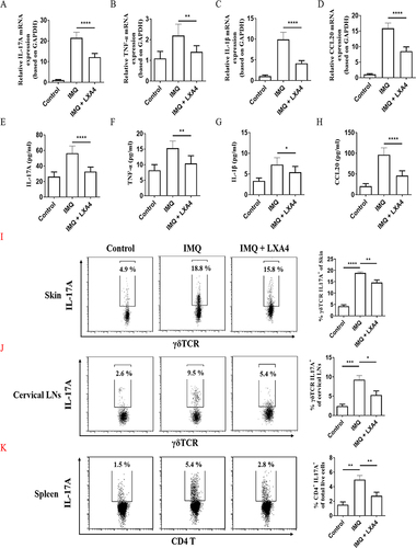 Figure 3 LXA4 suppressed the expression of TNF-α, IL-1β, IL-17A and CCL20 and the percentage of IL-17A-expressing cells in IMQ-induced psoriasis-like mice. The serum concentration of TNF-α (A), IL-1β (B), IL-17A (C), CCL20 (D) was detected by ELISA. The mRNA expression of TNF-α (E), IL-1β (F), IL-17A (G), CCL20 (H) in the skin lesions were analyzed by Real-time quantitative PCR. The percentages of IL-17A-expressing cells within the CD3+ γδT cells in skin lesions (I) and cervical lymph nodes (LNs) (J), and within the CD3+ CD4+ cells in spleens (K) were detected by flow cytometry. Representative flow plots and absolute number are shown. Cells were gated on γδTCR and CD4 T cells, respectively. Data are representative of at least three independent experiments with similar results. Mean ± SD, *p<0.05, **p<0.01, ***p<0.001 and ****p<0.001, compared with the mice in the IMQ group.