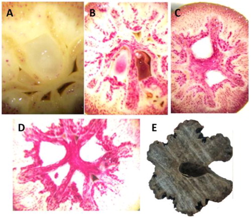 Figure 1. Lignin content at different stages of Davidia endocarps: Stage I, 30 June 2016 (a); Stage II, 10 July 2016 (b); Stage III, 15 July 2016 (c); Stage IV, 20 July 2016 (d); and Stage V, 30 September 2016 (e).Note: Fruits were immediately crosscut and stained. Red parts represent lignin deposition. Endocarp in (e) was not stained because it was completely lignified.