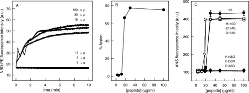 Figure 5.  Peptide oligomerization is required for hydrophobicity and fusion. (A) Kinetics of membrane fusion at different peptide concentration. Equal amounts of unlabeled vesicles and vesicles labeled with Rh-PE and NBD-PE were incubated with the peptide145–164 in a final concentration of 3, 6, 12, 18, 30 and 100 µg/ml, and the membrane fusion was measured monitoring the increase in NBD-PE fluorescence. The vesicles were composed of PC:PS (1:3) and were prepared in 20 mM MES, 30 mM Tris buffer, pH 6.0, in a final phospholipid concentration of 0.1 mM. NBD-PE was excited at 470 nm, and the fluorescence intensity was collected at 530 nm during 10 min. (B) Percentage of fusion after 10 min as a function of peptide concentration. (C) ANS binding as a function of peptide concentration. Peptide145–164 (•) and the mutants H148Q (○), H149Q (▪), D153N (▾), E154Q (▵), E158Q (▾), and D161N (▿) were diluted in 20 mM MES, 30 mM Tris buffer, pH 6.0, to a final concentration as indicated in the Figure, and incubated with 1 µM ANS. ANS was excited at 360 nm and the emission was collected at 492 nm.