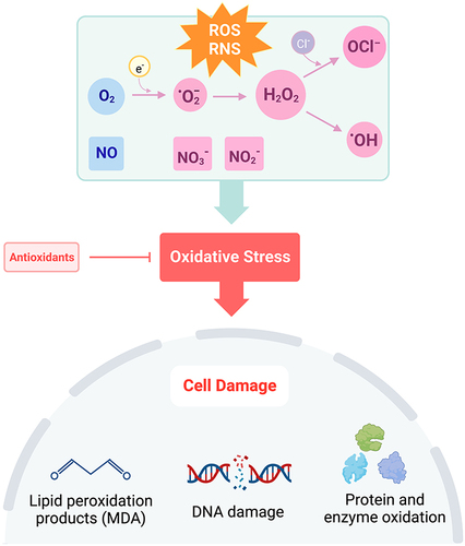 Figure 1 Disruption of the balance in ROS + RNS to antioxidants leads to oxidative stress. Under conditions of oxidative stress, oxygen (O2) is reduced to superoxide (·O2−), hydrogen peroxide (H2O2), or hydroxyl radical (·OH). Hypochlorite (OCl−)is formed through the reaction of H2O2 with chloride ions (Cl−). Nitric oxide (NO) is rapidly oxidized to form nitrite (NO2−) and in the presence of oxyhemoglobin, nitrate (NO3−). Increased production of ROS and RNS causes cell damage through lipid peroxidation, DNA damage, and oxidation of proteins and enzymes. Created with BioRender.com.