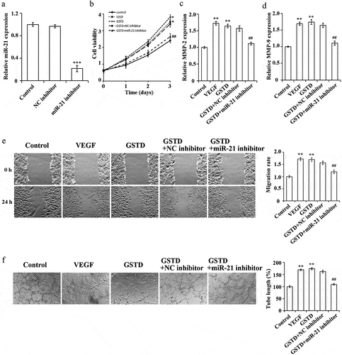 Figure 4. Gastrodin affects the proliferation, migration and tube formation ability of HUVECs via miR-21 A: determination of miR-21 expression level using qRT-PCR, *** represented comparison with NC inhibitor group, and p < 0.001; B: assessment of cell proliferation using MTT; C: determination of MMP-2 expression using qRT-PCR; D: determination of MMP-9 expression using qRT-PCR; E: assessment of the migration ability using scratch test; F: assessment of the tube forming ability using tube formation test. ** p < 0.01; ## represented comparing to GSTD+NC inhibitor group, and p < 0.01. GSTD, gastrodin